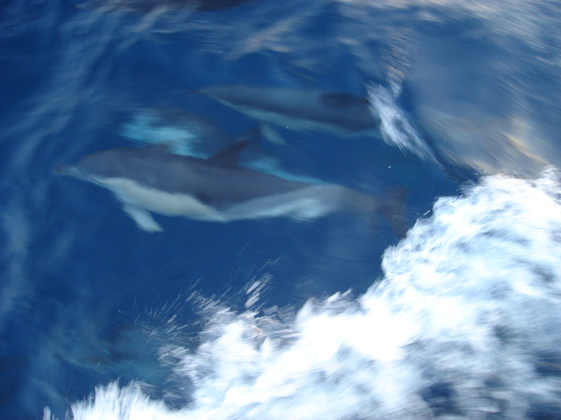 10 delfinki