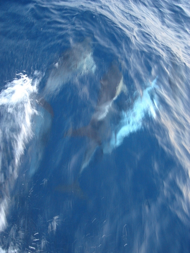 12 delfinki na Biskayach
